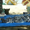 Zdjęcie ze Sri Lanki - rybne kramiki porozstawiane są tuż przy pasie plaży