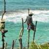Zdjęcie ze Sri Lanki - Ahangama - lankijscy "rybacy" na swoich żerdziach