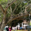 Zdjęcie ze Sri Lanki - potężna  święta asoka