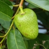 Zdjęcie ze Sri Lanki - jak ktoś głodny, to są też owocki prosto z drzewka:)