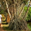 Zdjęcie ze Sri Lanki - małżowinek wśród mangrowców