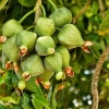 Zdjęcie ze Sri Lanki - tych owoców nie polecam, mimo ciekawego wyglądu;