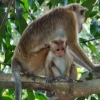 Zdjęcie ze Sri Lanki - ale małpiszonom nie przeszkadzają trujące owoce:)
