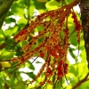 Zdjęcie ze Sri Lanki - ciekawe owocki palmy Areka