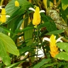 Zdjęcie ze Sri Lanki - niezwykle oryginalna roślina na terenie hotelu: to 