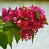 Zdjęcie ze Sri Lanki - piękna flora; 