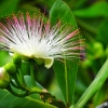 Zdjęcie z Tajlandii - Kwiatek - puszek