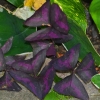 Zdjęcie z Tajlandii - Ciekawe rosliny w hotelowym ogrodzie
