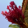 Zdjęcie ze Sri Lanki - hotelowa flora