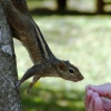 Zdjęcie ze Sri Lanki - wiewióreczki te to niezłe łasuchy:) 