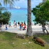 Zdjęcie z Nowej Kaledonii - Banda trzech swinek, ktora, ku uciesze turystow,