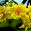 Zdjęcie z Nowej Kaledonii - Miejscowa flora