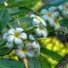 Zdjęcie ze Sri Lanki - Plumeria zwana  Frangipani - rajski zapach Azji...