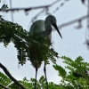 Zdjęcie ze Sri Lanki - pticek