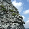 Zdjęcie z Polski - na skałach sporo roślin