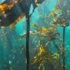 Zdjęcie z Republiki Półudniowej Afryki - Kelp forest