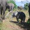 słoniątko - Zdjęcie słoniątko