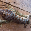 Zdjęcie z Kambodży - duze gekko, ktore zjada glownie male gekko :)