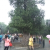 Zdjęcie z Chińskiej Republiki Ludowej - najstarsze drzewo