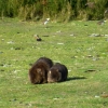 Zdjęcie z Australii - Wombaty, mama i maluch, w Onkaparinga River NP