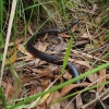 Zdjęcie z Australii - Jakis waz, pewnie brown snake - napewno jadowity