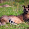 Zdjęcie z Australii - Odpoczywajacy kangur szary 