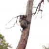 Zdjęcie z Australii - Mama koala z maluchem