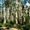 Zdjęcie z Australii - Strzeliste blekitne eukaliptusy - las Kuipto Forest