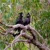 Zdjęcie z Australii - Czarne kakadu