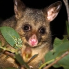 Zdjęcie z Australii - Possum w ogrodzie mojego syna :)