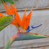 Zdjęcie z Australii - Rajskie ptaki w moim ogrodzie :)