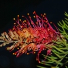 Zdjęcie z Australii - Miejscowa flora