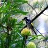 Zdjęcie z Australii - Miodojad regent honeyeater w ogrodzie sasiada