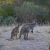 Zdjęcie z Australii - Kangurki z Onkaparinga River NP