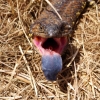 Zdjęcie z Australii - Slipping lizard - czesto spotykany rodzaj scynka