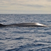 Zdjęcie z Portugalii - Terceira,na ryby, to znaczy na wieloryby-ssaki 