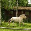Zdjęcie z Norwegii - koniki biegały tu sobie jak w najlepszej zabawie:)