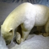 Zdjęcie z Norwegii - niedźwiedzie polarne w tej części Norwegii - to tylko w muzeum:)
