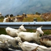 Zdjęcie z Norwegii - znowu kozy przy drodze....