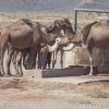 Zdjęcie z Maroka - Stadko wielbłądów...