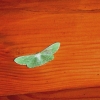 Zdjęcie z Polski - przyleciał do nas taki mały zielony ufok:) 