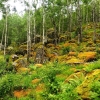 Zdjęcie z Norwegii - przepiękny las wokół.... można tak iść i iść z przyjemnością