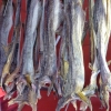 Zdjęcie z Norwegii - suszą sie stockfishe