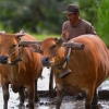 Zdjęcie z Indonezji - Na polach ryzowych