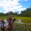 Zdjęcie z Indonezji - Wszedzie pola ryzowe