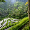 Zdjęcie z Indonezji - Gdzies w gorach miedzy wodospadami Munduk i Sekumpul