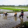 Zdjęcie z Indonezji - Praca na polu ryzowym