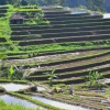 Zdjęcie z Indonezji - Tarasy ryzowe Jatiluwih