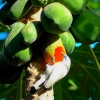 Zdjęcie z Indonezji - Biala balijska majna wyjadajaca papaye