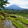 Zdjęcie z Indonezji - Jatiluwich- tarasy wciagniete na listę światowego dziedzictwa UNESCO